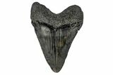 Juvenile Megalodon Tooth - South Carolina #170413-2
